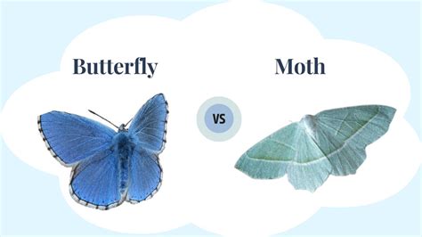 Is a moth a cousin to butterfly?