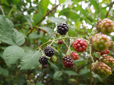 Is a mulberry a raspberry?
