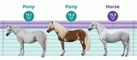 Is a pony 25?