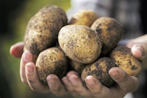 Is a potato a fruit or a vegetable and why?