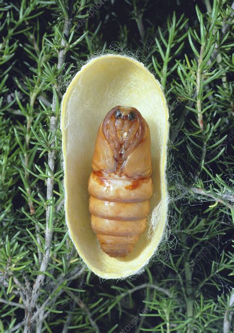 Is a pupa like a cocoon?