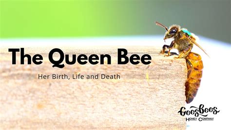 Is a queen bee born a queen?