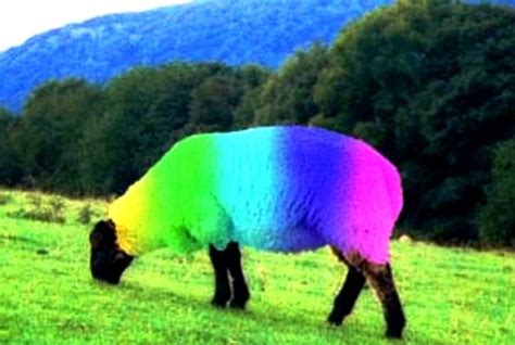 Is a rainbow sheep real?