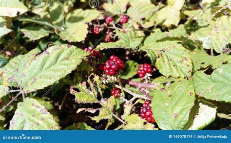 Is a raspberry just an unripe blackberry?