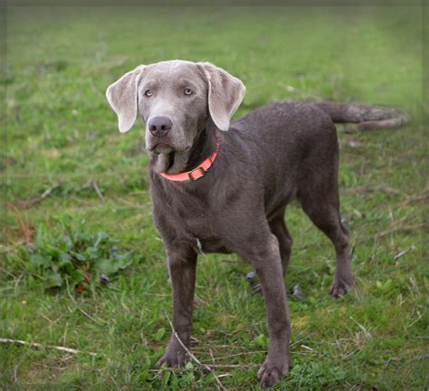 Is a silver Lab a Weimaraner?