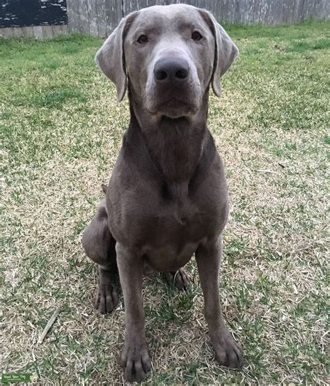Is a silver Lab a large breed?