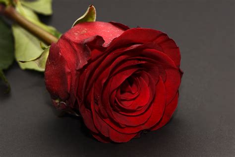 Is a single rose romantic?