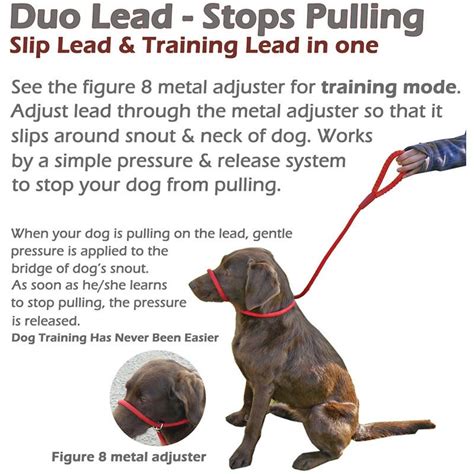 Is a slip lead leash better than a harness?