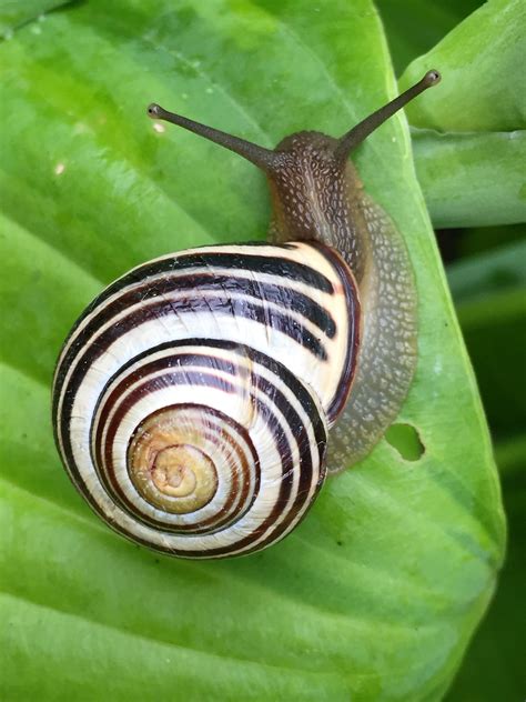 Is a snail an animal or insect?