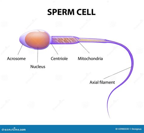 Is a sperm one cell?