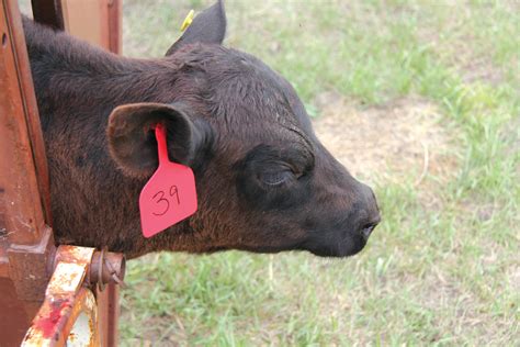 Is a steer castrated?