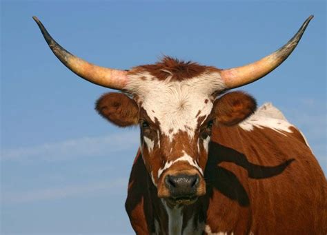 Is a steer still a bull?