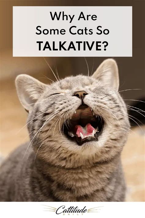 Is a talkative cat normal?