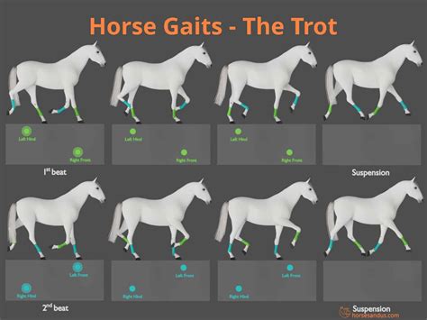 Is a trot a 3 beat gait?