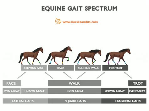 Is a trot a gait?