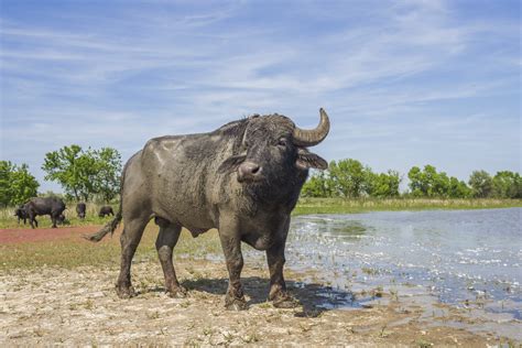 Is a water buffalo a cow?