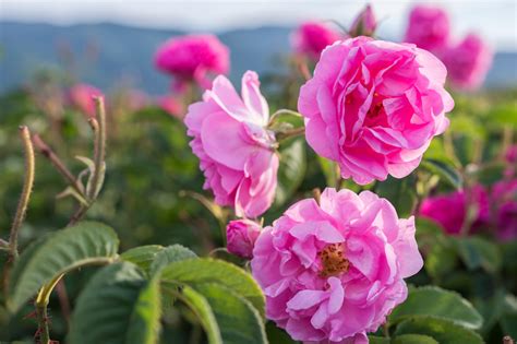 Is a wild rose edible?