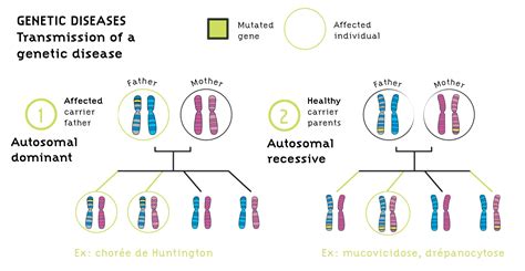 Is accent a genetic?