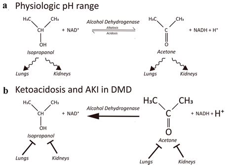 Is acetone stronger than isopropyl alcohol?