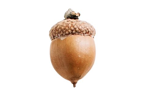 Is acorn a simple fruit?