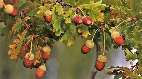 Is acorn same as oak?