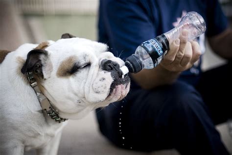 Is alcohol safe for dogs skin?
