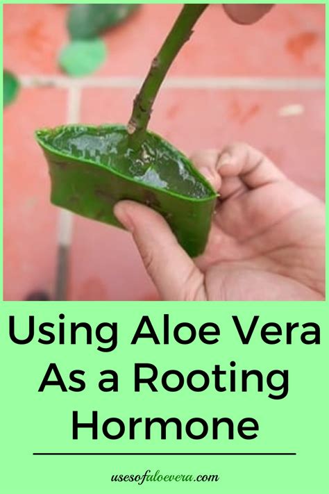 Is aloe vera a growth hormone?