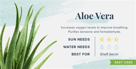 Is aloe vera better at night or morning?