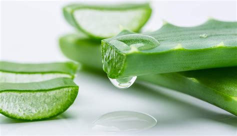 Is aloe vera good for skin elasticity?