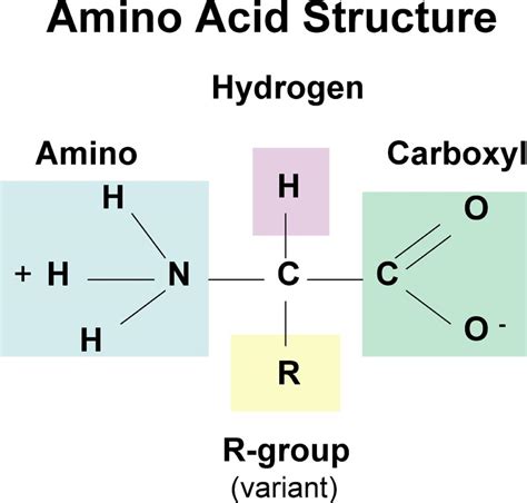 Is amino acid a monomer?