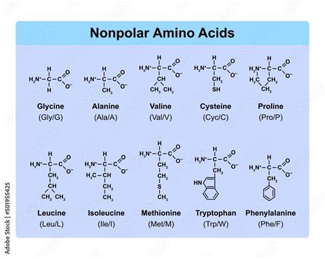 Is amino group polar or nonpolar?