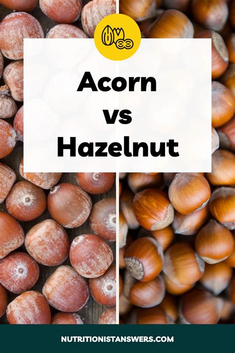 Is an acorn a hazelnut?