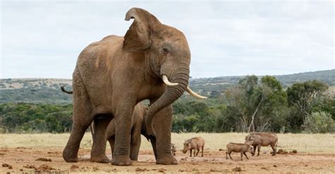 Is an elephant 4000 kilograms?