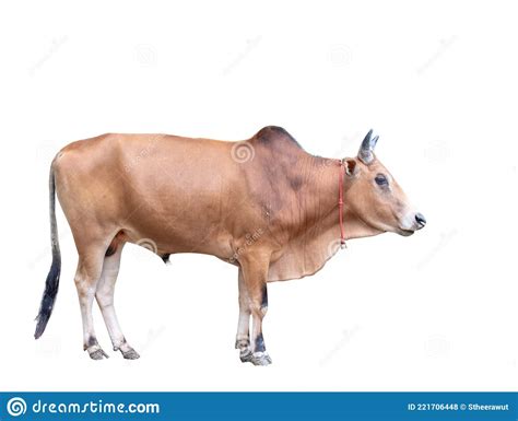 Is an ox a male cow?