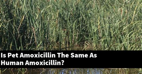 Is animal amoxicillin the same as human amoxicillin?