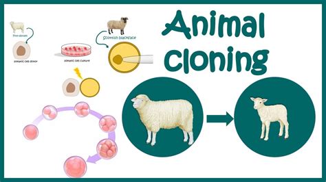 Is animal cloning OK?
