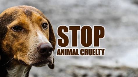 Is animal cruelty important?