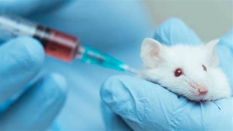 Is animal testing good or bad?