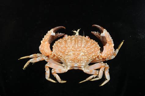 Is any part of a crab poisonous?