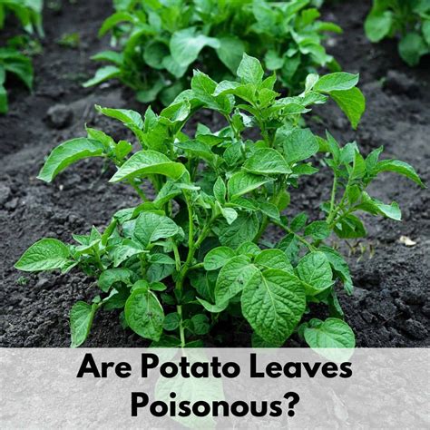 Is any part of the potato plant poisonous?