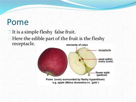 Is apple a false fruit?