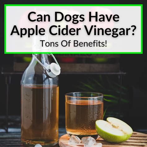 Is apple cider toxic to dogs?