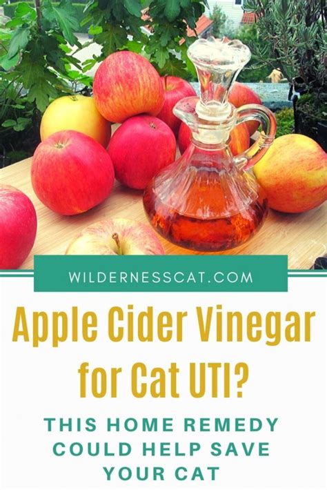 Is apple cider vinegar good for cats with UTI?