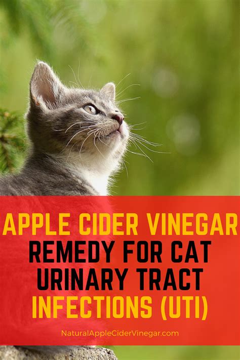 Is apple cider vinegar harmful to cats?