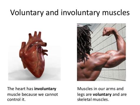 Is arms voluntary or involuntary?