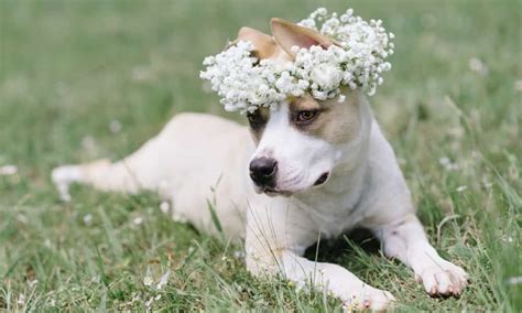 Is baby's breath toxic to dogs?