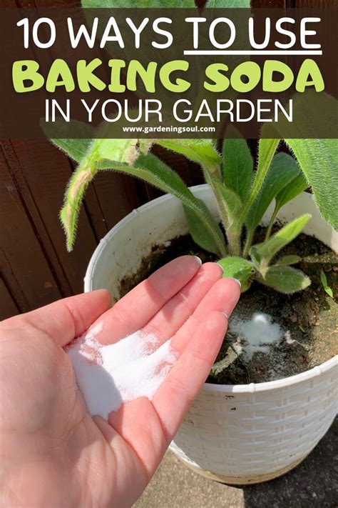 Is baking soda good for your plants?