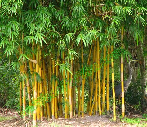 Is bamboo Chinese or Japanese?