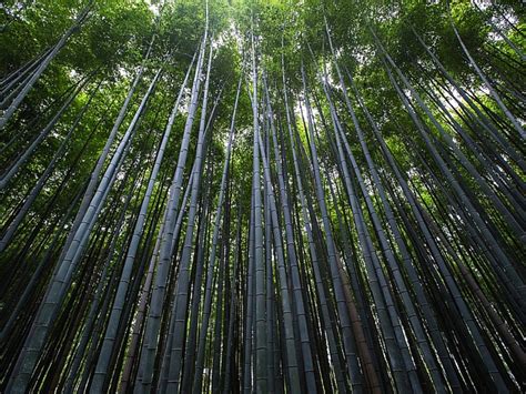 Is bamboo always good for the environment?