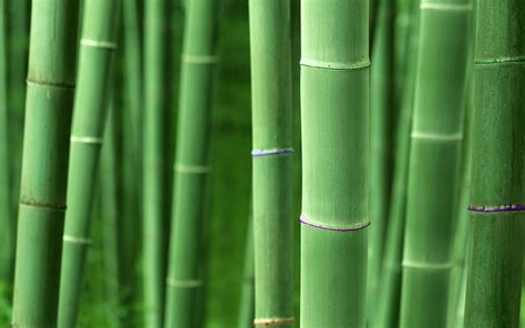 Is bamboo fully biodegradable?